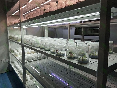 太湖植物组织培养实验室设计建设方案